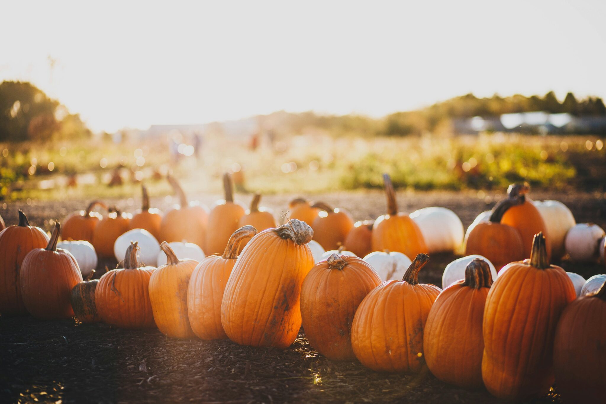 Mortgage Craft 2026 Events: U-Pick Pumpkins at Flinchbaughs